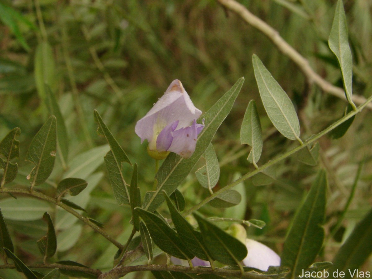 Mundulea sericea (Willd.) A.Chev.